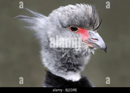 Enge, der Kopf und Schnabel des südlichen Crested Screamer Chauna Torquata bei Martin bloße WWT, Lancashire UK Stockfoto