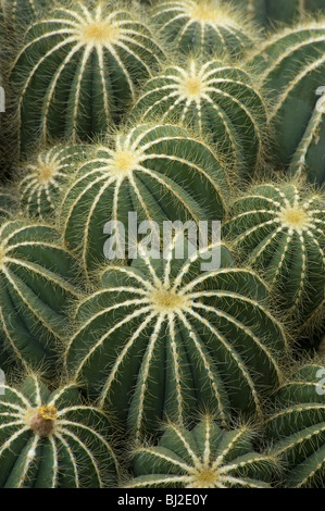 Ferocactus Magnifica mit Stacheln auf Rücken, S Brasilien und Uruguay Stockfoto