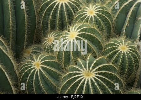 Parodia Magnifica mit Stacheln auf Rücken, S Brasilien und Uruguay Stockfoto