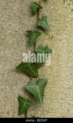 Efeu, Hedera Helix, mit dreieckigen Blttern, Klettern auf Buche im winter  Stockfotografie - Alamy