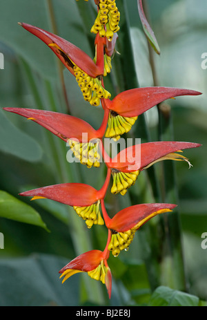 Heliconia Collinsiana Var Collinsiana, ein pendent Heliconia in Obst aus Honduras Stockfoto