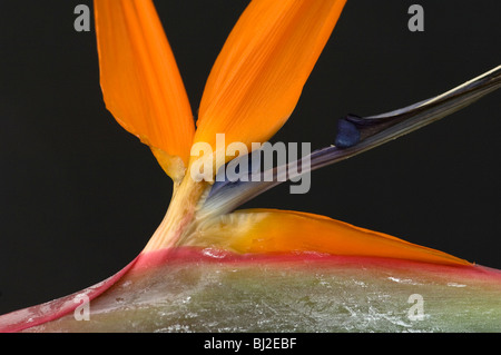Paradiesvogel oder Kran Blume, Strelitzia reginae Stockfoto