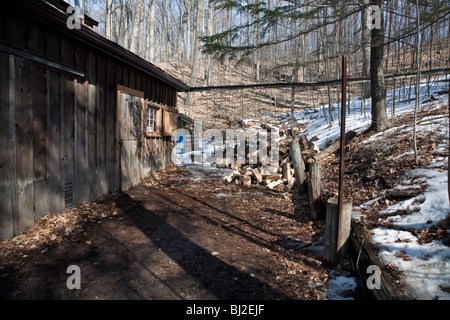 Hütte in Ahornsirup oder Ahornsirup Ernte in Nordontario; Kanada Stockfoto