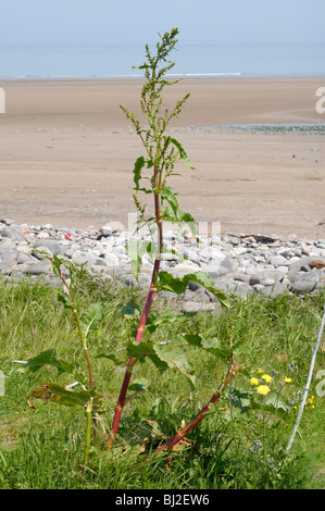 Gekräuselte Dock, Rumex crispus Stockfoto