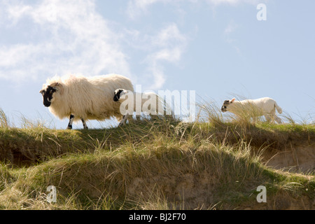 EWE und Lämmer Stockfoto