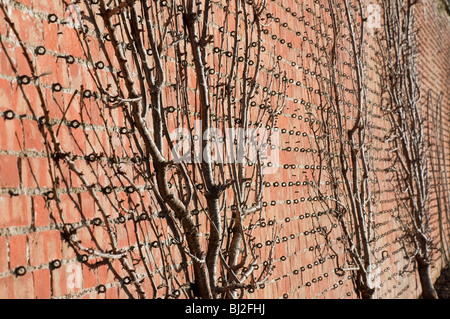 Spalier Obstbäume angebaut an einen ummauerten Garten Wand im winter Stockfoto