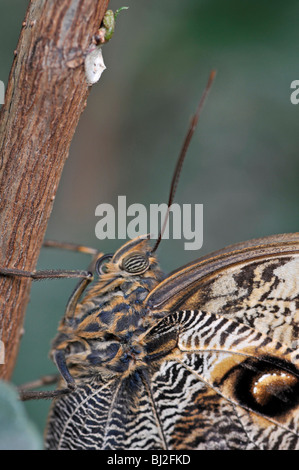 Eule Schmetterling: Caligo Memnon. Nahaufnahme des Kopfes Stockfoto