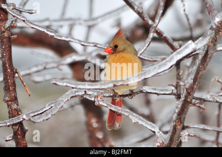 Eine weibliche nördlichen Kardinal Cardinalis Cardinalis, hockt in einem eisbedeckten Baum bei einem eiskalten Regen Sturm. Oklahoma City, Oklahoma, USA. Stockfoto