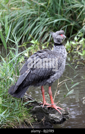 Südlichen Crested Screamer Chauna Torquata bei Martin bloße WWT, Lancashire UK Stockfoto