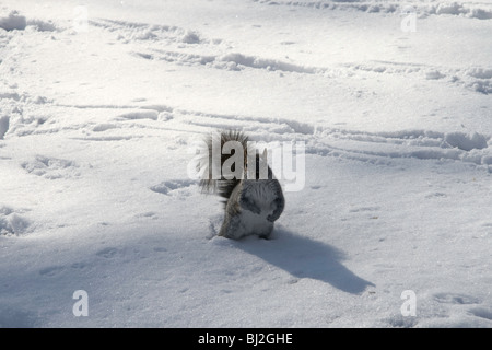 Eine neugierige graue Eichhörnchen spielen im Schnee im New Yorker Central Park Stockfoto