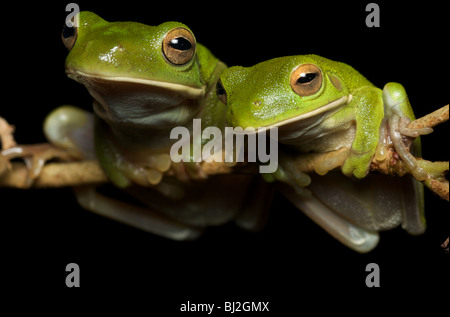 Zwei Weißlippen grüne Laubfrösche. Stockfoto