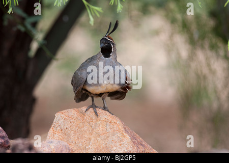 Die Gambels Wachteln (Art Gambelii Fulvipectus), männliche. Stockfoto