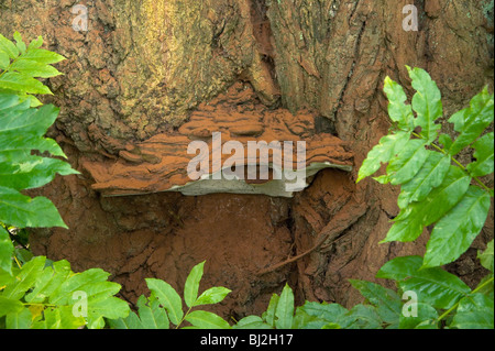 Mehrjährige Halterung Pilz Ganoderma Adspersum, mit Kakao farbige Sporen auf kaukasischen Wingnut, Pterocarya fraxinifolia Stockfoto