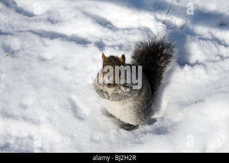 Eine neugierige graue Eichhörnchen spielen im Schnee im New Yorker Central Park Stockfoto