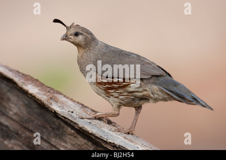 Die Gambels Wachteln (Art Gambelii Fulvipectus) weiblich. Stockfoto