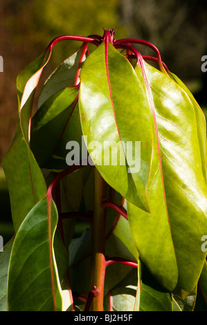 Nahaufnahme von Daphniphyllum Macropodum im März verlässt Stockfoto