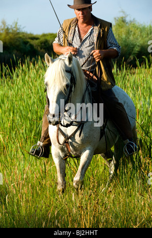 Gardian auf seinem Pferd, die weißen Pferde der Camargue, Provence, Frankreich Stockfoto