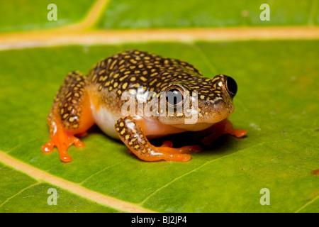 Weiß gefleckten Reed Frosch, Heterixalus Alboguttatus, Weiblich, Madagaskar Stockfoto