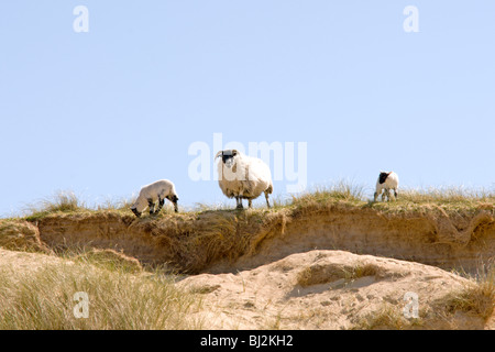 EWE und Lämmer Stockfoto