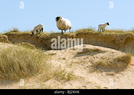 EWE und Lämmer Stockfoto