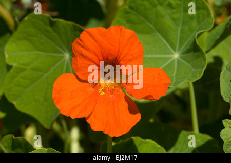 Kapuzinerkresse Officinale Blume Stockfoto