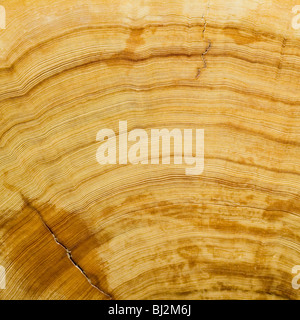 Log, Woodgrain Hintergrundtextur geschnitten Stockfoto