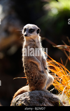 Schmächtig tailed Erdmännchen, Blair Drummond Safari Park in der Nähe von Stirling, Schottland Stockfoto