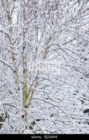 Himalyan weiß bellte Birke, Betula Utilis Jacquemontii im Schnee Stockfoto