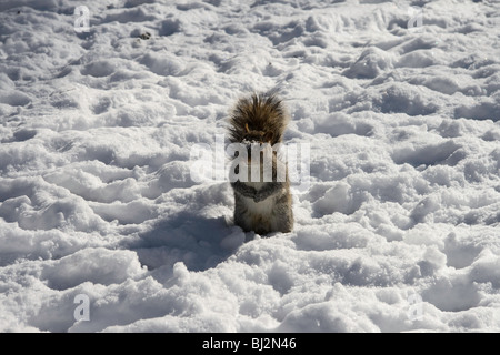 Eine neugierige graue Eichhörnchen spielen im Schnee im New Yorker Central Park Stockfoto