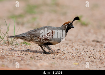 Die Gambels Wachteln (Art Gambelii Fulvipectus), männliche. Stockfoto