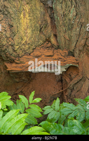 Mehrjährige Halterung Pilz Ganoderma Adspersum, mit Kakao farbige Sporen auf kaukasischen Wingnut, Pterocarya fraxinifolia Stockfoto