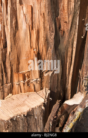 Detail der Sturm beschädigt Nussbaum Baumstamm - Sud-Touraine, Frankreich. Stockfoto