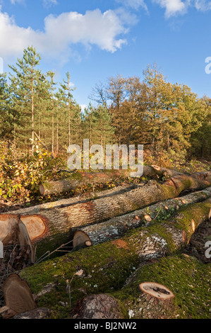 Gefällte Baumstämme der Pedunculate Eiche (Quercus Robur) in Mischwald - Sud Touraine, Frankreich. Stockfoto