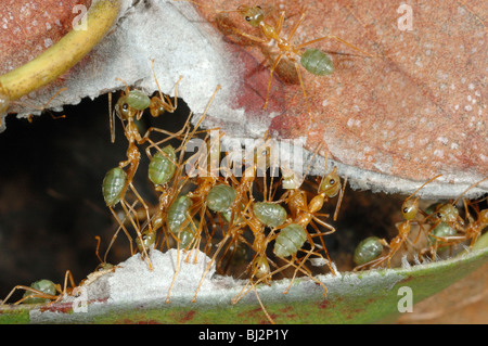 Weberameisen (Oecophylla Smaragdina) Nähen Blätter zusammen, um ihre Nester in Chillagoe, Queensland, Australien zu reparieren Stockfoto