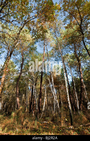 Kiefer und Birke im Mischwald - Sud Touraine, Frankreich. Stockfoto