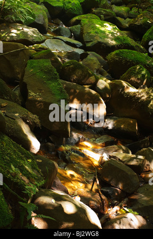 Moos bedeckt Felsen entlang einem Waldbach Bett verstreut. Midlands, Kwazulu Natal, Südafrika. Stockfoto