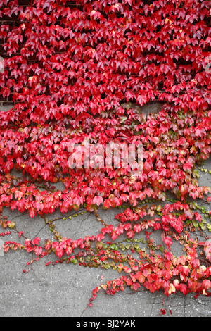 Wildem Wein (Parthenocissus) in roter Herbstfärbung an Wand Stockfoto