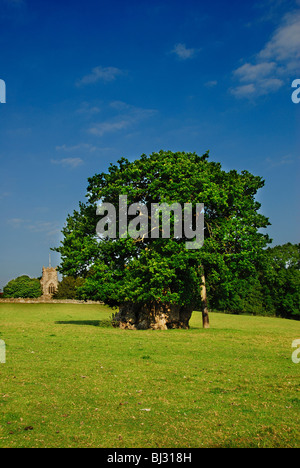 Das Wyndham Eiche, volle Silton, Dorset, Großbritannien Juni 2009 alten Baum verwendet zum Aufhängen im Blatt im Sommer Stockfoto