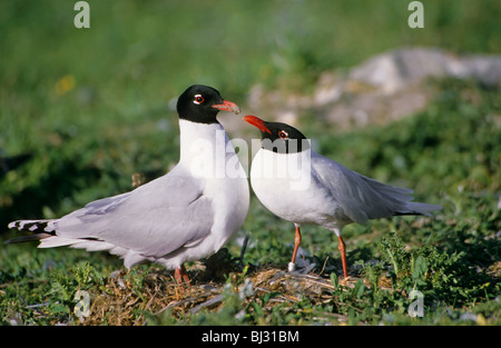 Schwarzkopfmöwe (Ichthyaetus Melanocephalus) Betteln Speisenbegleiter, Belgien Stockfoto