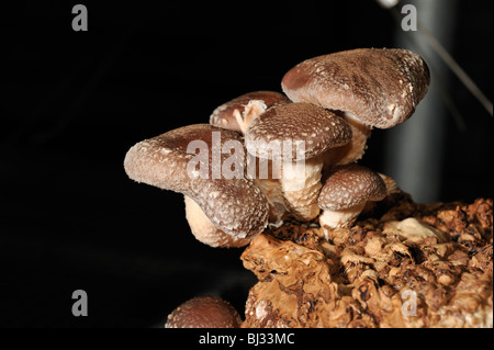 Anbau von Shiitake-Pilzen in Innenräumen Stockfoto