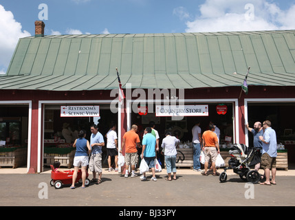 Bewohner und Touristen holen Pfirsiche von den Bäumen am Chiles Obstgarten befindet sich in Charlottesville, VA. Stockfoto