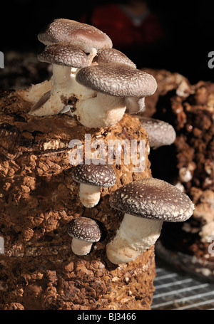 Anbau von Shiitake-Pilzen in Innenräumen Stockfoto