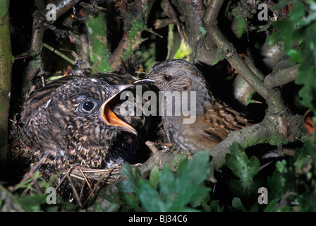 Heckenbraunelle (Prunella Modularis) im Nest Hexe gemeinsame Kuckuck (Cuculus Canorus) Küken, Belgien Stockfoto
