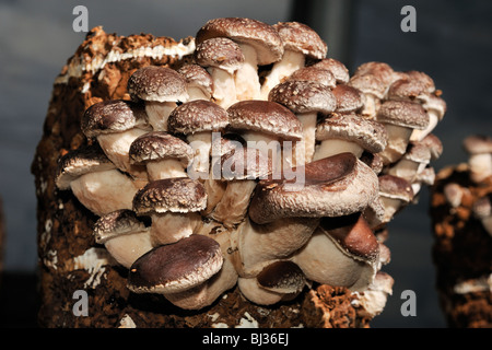 Anbau von Shiitake-Pilzen in Innenräumen Stockfoto