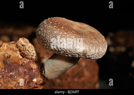 Anbau von Shiitake-Pilzen in Innenräumen Stockfoto