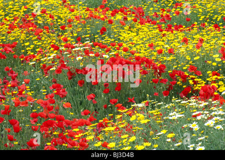 Blumenwiese in Rethymnon, Kreta, Griechenland, Europa Stockfoto