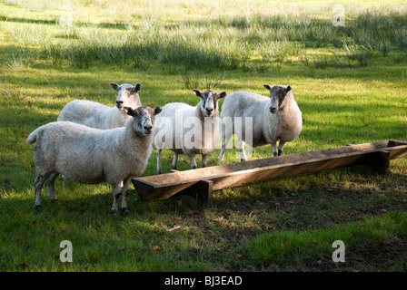 Schafe am Trog Stockfoto