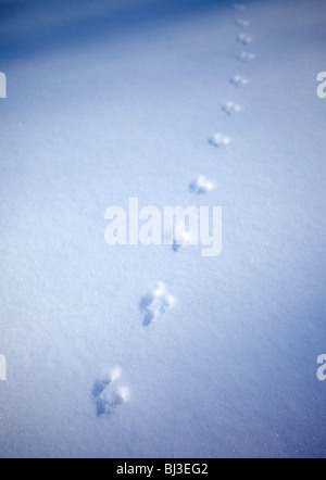 Europäische rote Eichhörnchen ( sciurus vulgaris ) Spuren auf frischem Neuschnee , Finnland Stockfoto