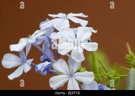 Blaue Jasmin Nahaufnahme auf farbigem Hintergrund Stockfoto