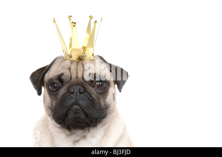 Junger Mops mit Krone, Porträt Stockfoto